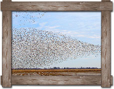 arkansas waterfowl seasons