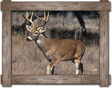 arkansas deer hunting seasons