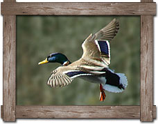 arkansas guided duck hunting seasons