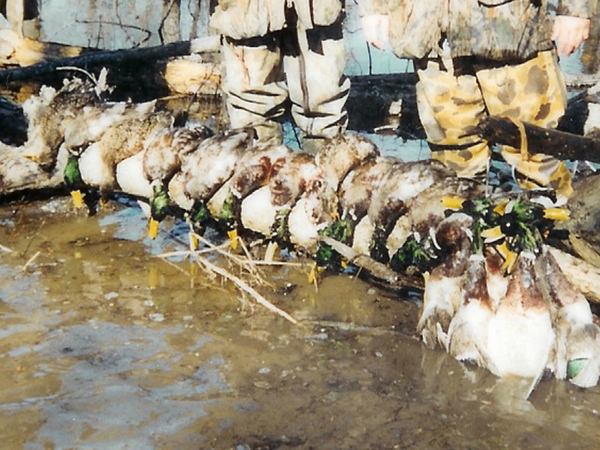 Limits of Greenheads